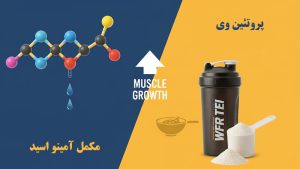 فرق آمینو وی با پروتئین وی
